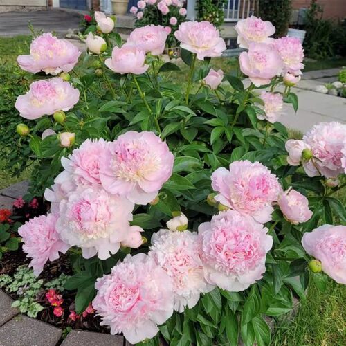 重瓣芍药花种子耐寒耐旱盆栽庭院