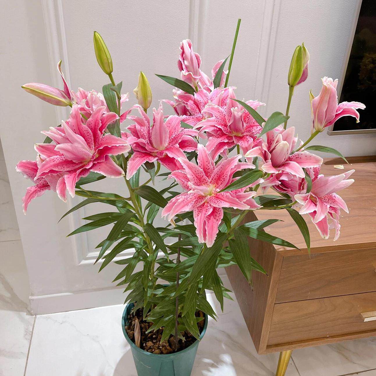 重瓣香水百合花种球四季开花好养活花卉植物室内外花苗盆栽花种子