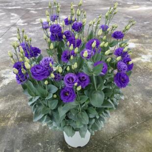 重瓣洋桔梗花种籽四季播种开花种籽子进口混色盆栽花卉室内外花籽