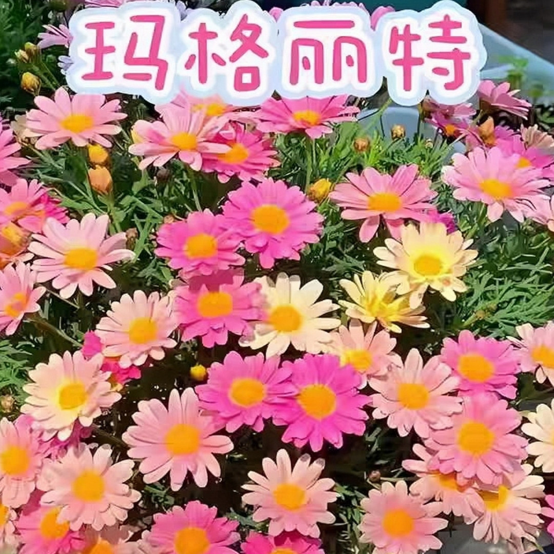 玛格丽特花种籽子孑四季播种开花糖果菊小雏菊庭院阳台室内外花卉
