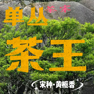 宋种凤凰单丛茶乌岽宋种1号大庵宋种鸭屎香杏仁香天池宋种黄枝香