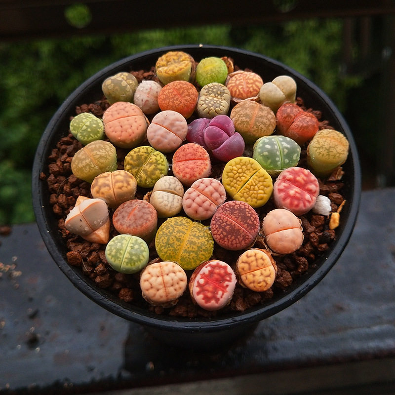 生石花整盆多肉植物组合盆栽带盆大型绿植/成品组合盆