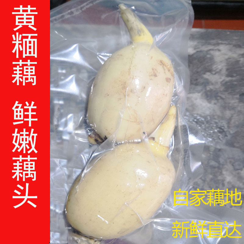 新鲜粉藕头嫩藕脆藕凉拌清炒生吃水果莲藕蔬菜真空包邮无泥巴