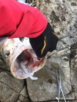 鱼路亚 海 锚霸雷铅头钩饵三个钩防洗腮跑鱼路亚海大大鲈海鲢刀鱼