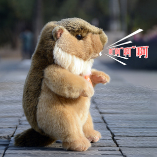 仿真会叫叫土拨鼠豚鼠公仔旱獭玩偶大板牙毛绒玩具男女生生日礼物