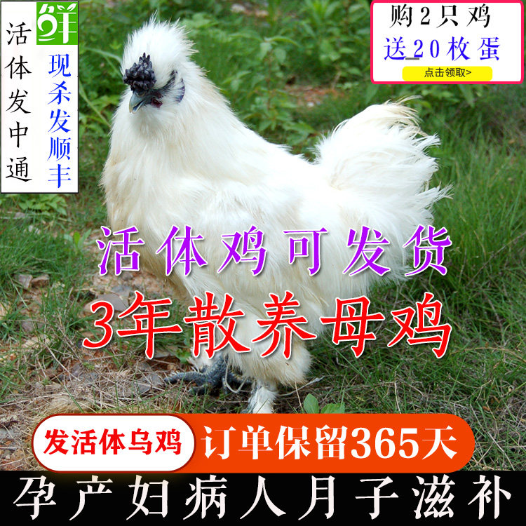 泰和乌鸡3年农家老母鸡散养土鸡鲜活体鸡肉白凤乌骨鸡虫草鸡包邮