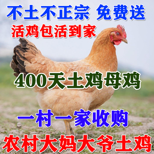 农家散养老人土鸡老母鸡正宗农村老土鸡新鲜现杀农家三黄鸡发活鸡