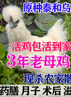 3年农家散养泰和乌鸡老母鸡活鸡