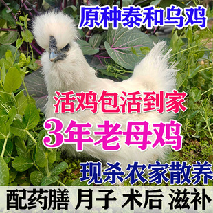 正宗泰和乌鸡3年农家老母鸡散养土鸡鲜活鸡肉白凤乌骨鸡包活到家