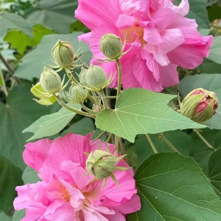 庭院阳台绿植花苗一日三变色重瓣木芙蓉盆栽 三醉芙蓉