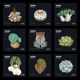 HOHO原创·绿植冰箱贴块植物根龙舌兰仙人球热植亚克力磁吸冰箱贴