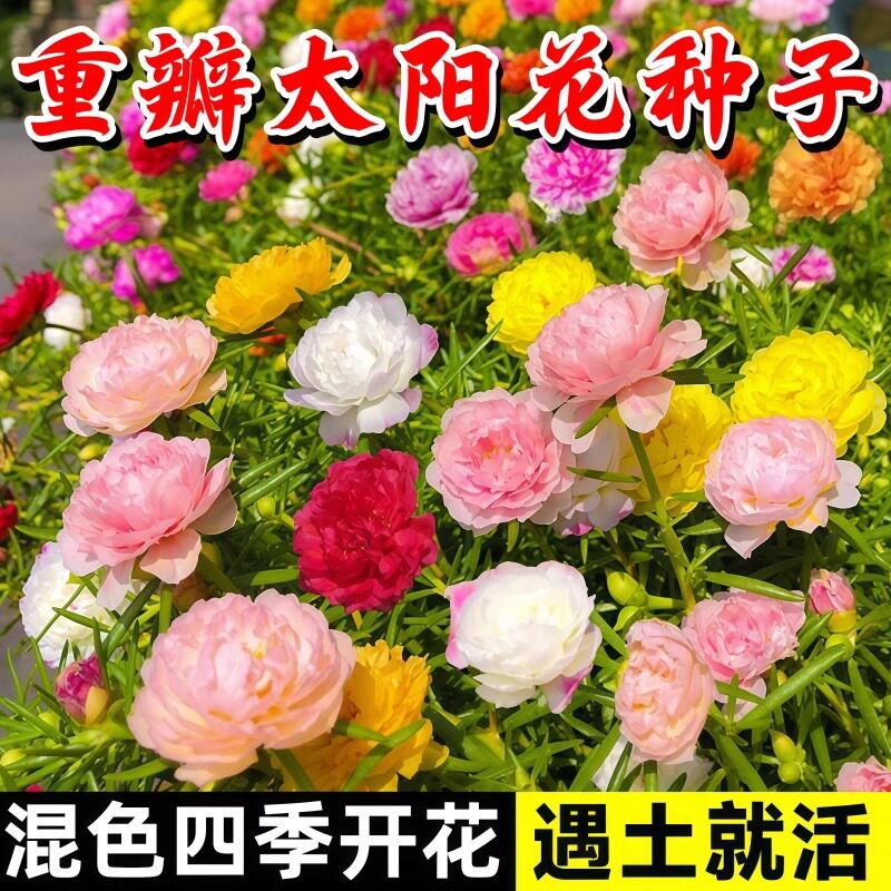 重瓣太阳花种子四季开花易活庭院