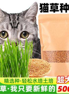 猫草种子猫草水培种植猫草猫咪吃的化毛去毛球懒人猫麦草籽营养