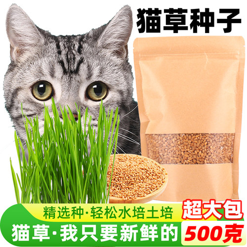 猫草种子水培去毛球助消化
