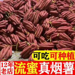 山东烟薯25号流油糖心红稀瓤密蜜薯高产地瓜可做种子红薯新鲜秧苗