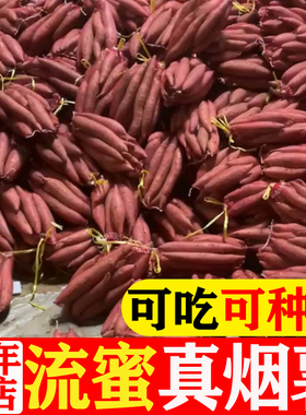 山东烟薯25号流油糖心红稀软沙地蜜薯地瓜种红薯爆筋新鲜秧苗
