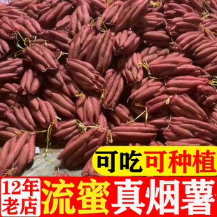 山东烟薯25号流油糖心红稀软沙地蜜薯地瓜红薯爆筋新鲜现挖烤糖化