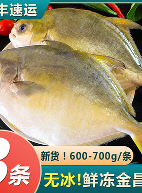 新鲜冷冻金昌鱼深海捕捞