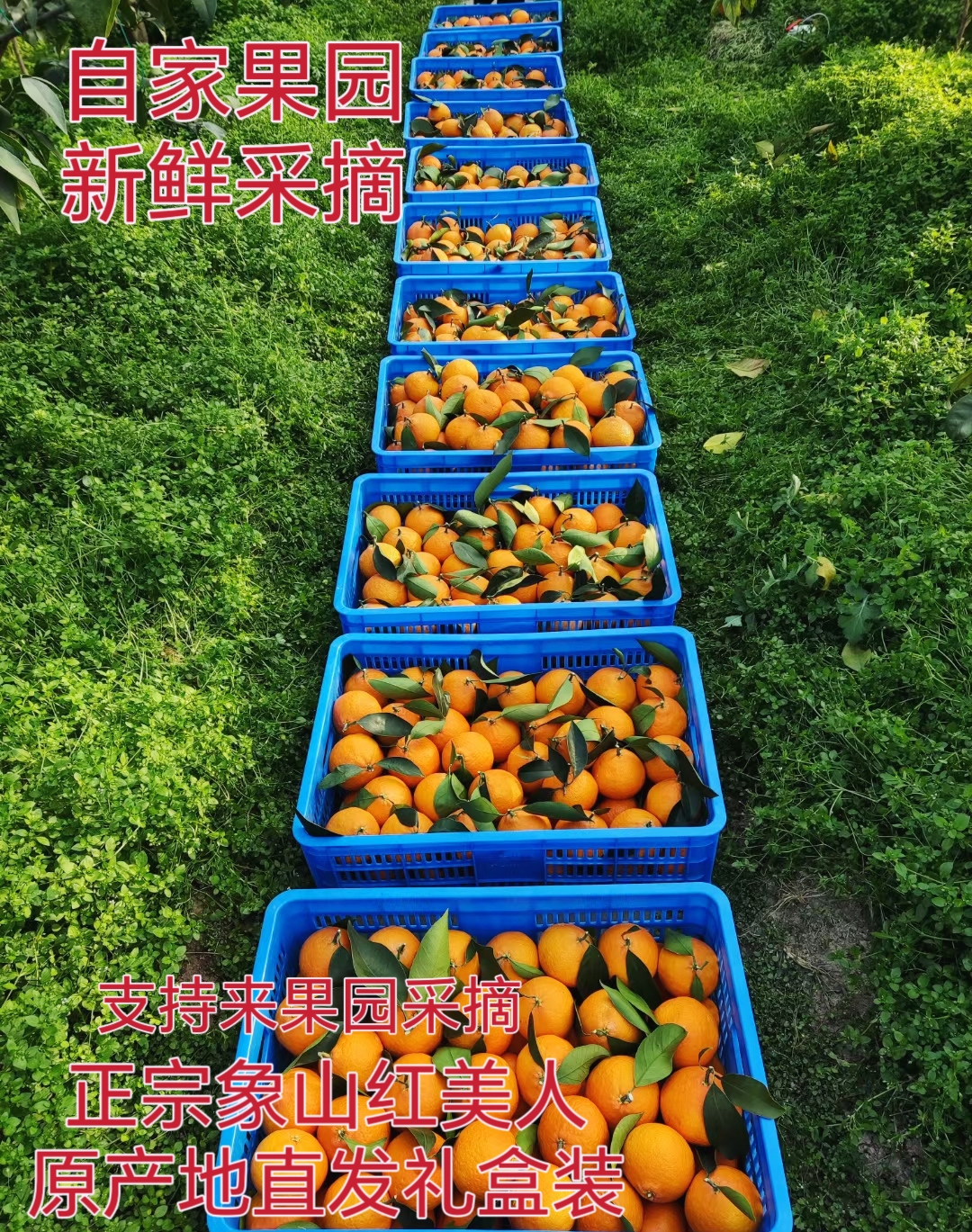 正宗象山红美人新鲜柑橘礼盒装