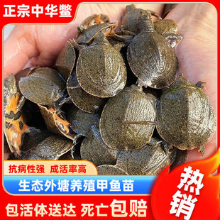 小甲鱼苗活体 外塘中华鳖100只水库放养水鱼团鱼王八鳖苗包邮包活