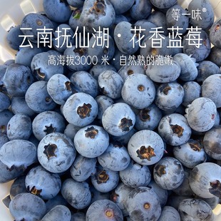 花香蓝莓 云南抚仙湖 家里小孩抢着吃的爆浆果 顺丰空运 等一味