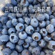 顺丰空运 花香蓝莓 爆浆果 家里小孩抢着吃 等一味 云南抚仙湖