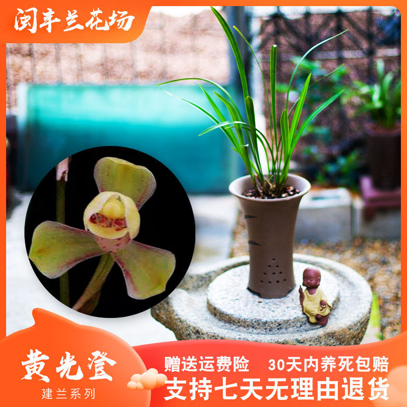 【黄光登】兰花苗建兰名贵盆栽植物兰草浓香带花苞兰草四季兰国兰