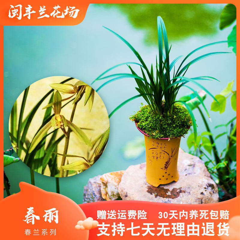 【春丽】兰花苗春兰名贵盆栽花卉植物四季兰室内兰草国兰浓香室内