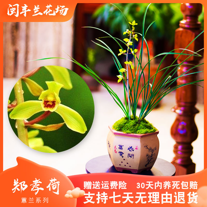 【郑孝荷】兰花惠兰名贵盆栽花卉绿植物浓香型兰花苗带花苞室内好