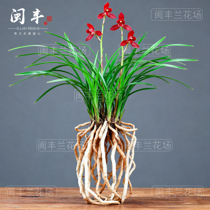 兰花苗赤瑶春兰名贵盆栽花卉植物细叶浓香型好养室内客厅带花苞