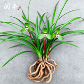 兰花苗春兰名贵盆栽花卉植物室内兰草国兰浓香不带花苞 逸品