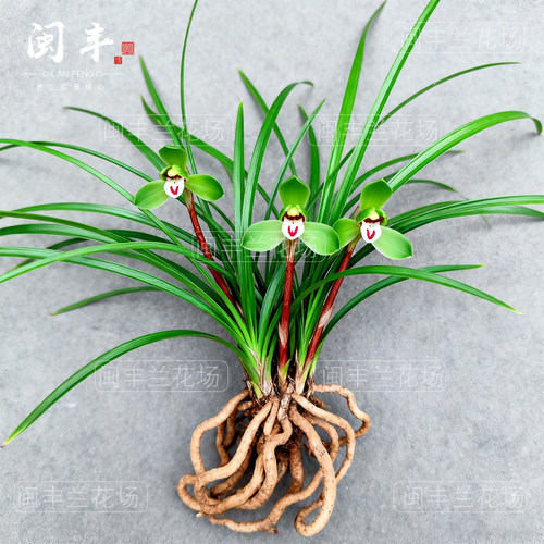 【逸品】兰花苗春兰名贵盆栽