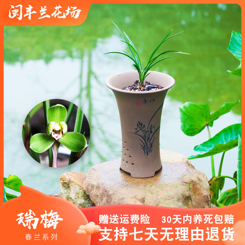 【瑞梅】兰花苗春兰名贵盆栽