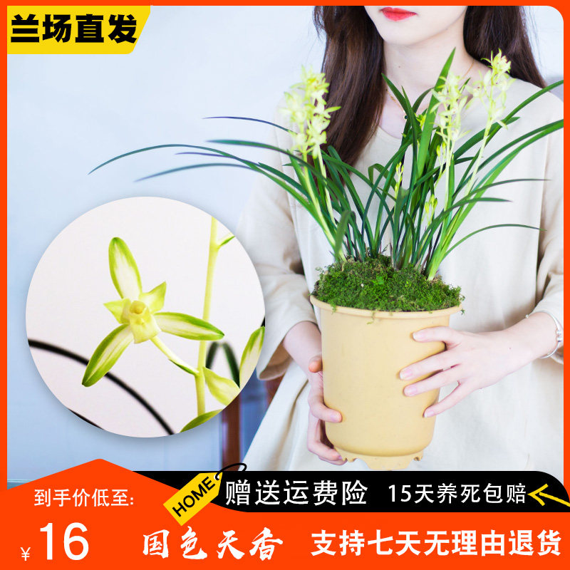 【国色天香】兰花苗名贵盆栽花卉浓香型兰草兰花建兰四季兰国兰