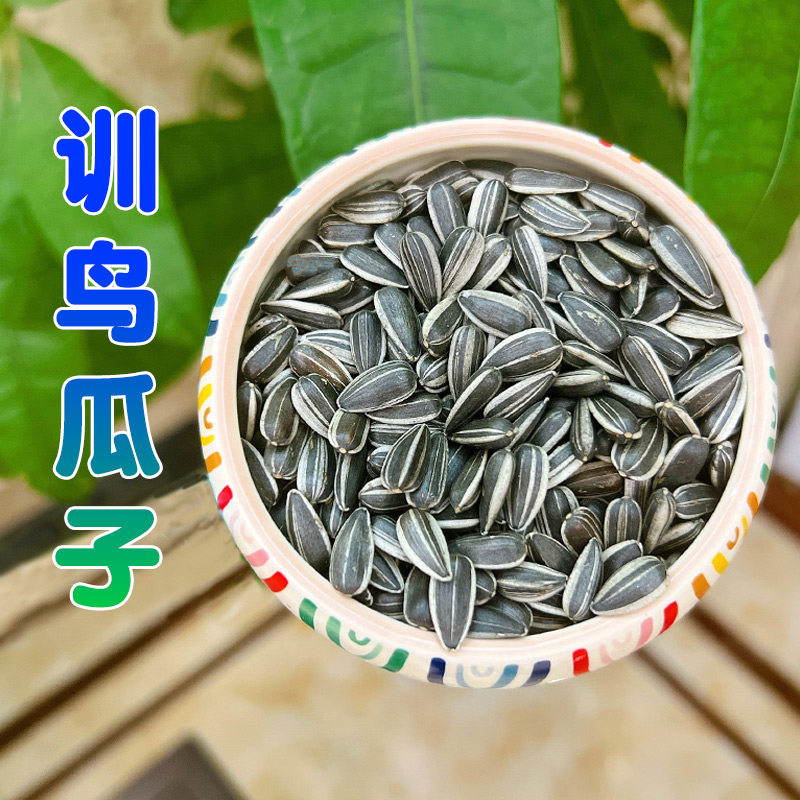 鹦鹉训练瓜子互动奖励零食