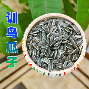 鹦鹉训练瓜子技能奖励零食训鸟油葵火麻籽互动道具牡丹虎皮用品
