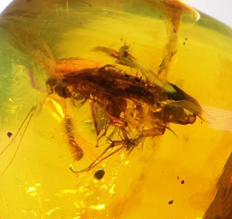 纯天然金琥虫珀史前昆虫化石随形吊坠或戒面收藏精品1.4克送礼盒