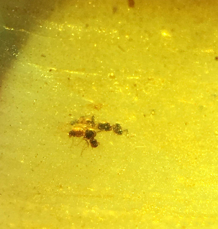 假一罚十 缅甸纯天然金珀虫珀 史前昆虫化石随形吊坠或戒面 特惠