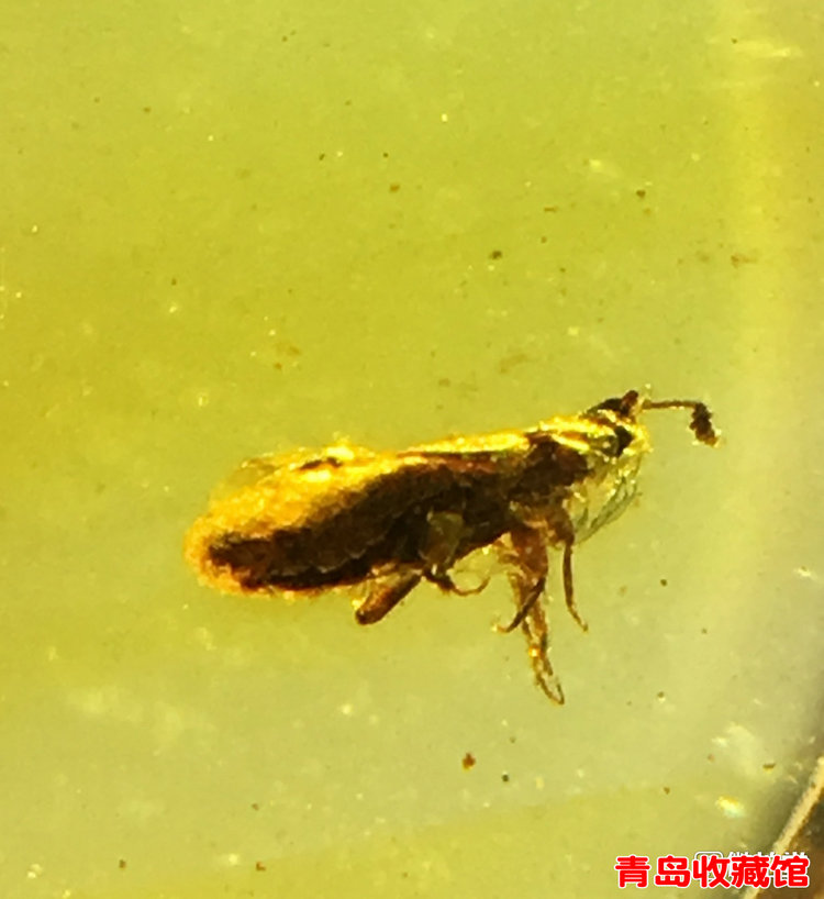 9克纯天然金珀虫琥珀史前昆虫化石随形吊坠或戒面特惠价