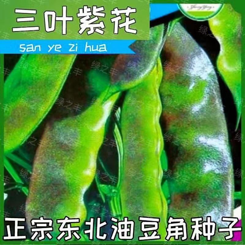 东北油豆角种子紫花油豆开锅烂