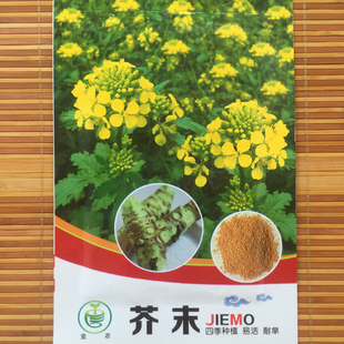芥末种子呛鼻耐热调味料春夏秋冬四季阳台盆栽蔬菜孑辣根山葵种籽