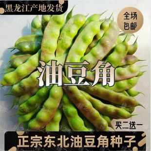 东北油豆角种子正宗大马掌一棵树一棵松一点红大将军小油豆角种籽