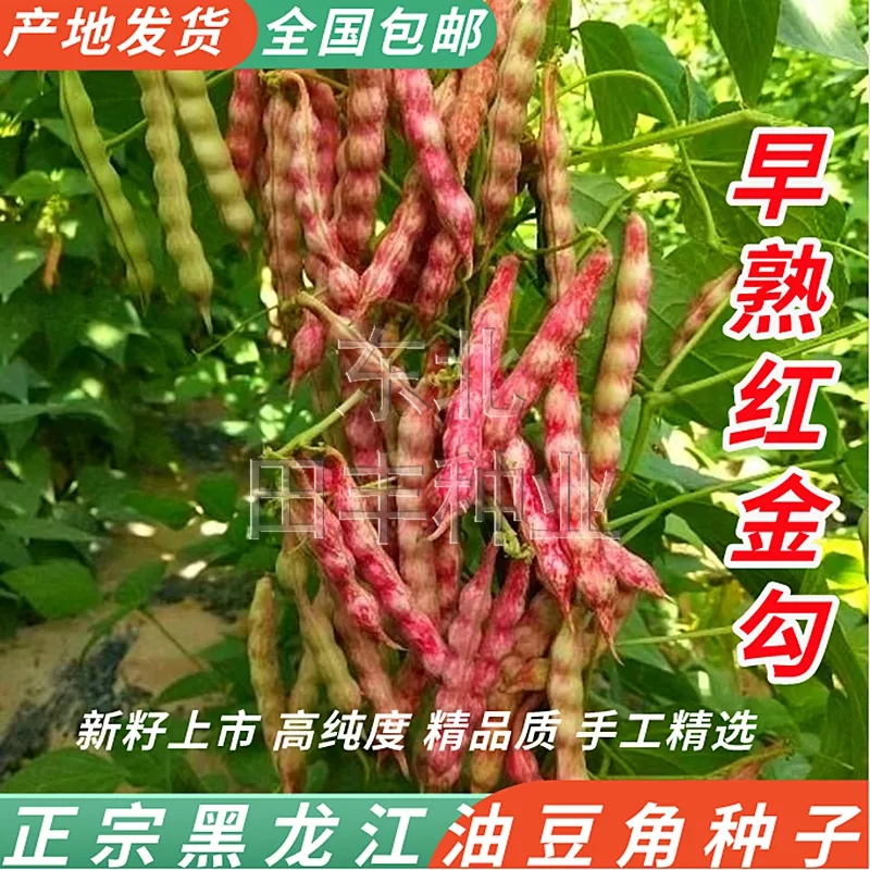 蔬菜黄金钩四季豆角种子