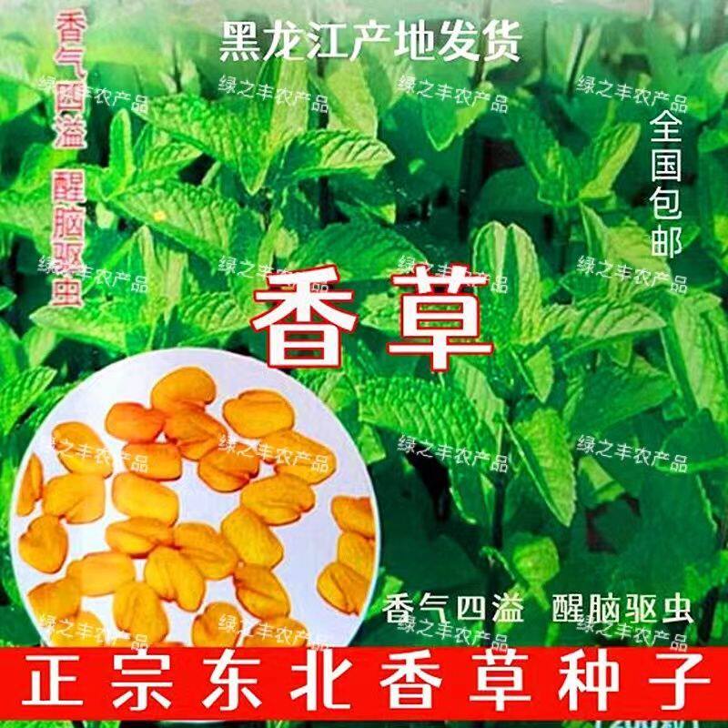 香草种子香叶香囊籽驱虫防蚊种子香气四溢香味持久净化空气四季播