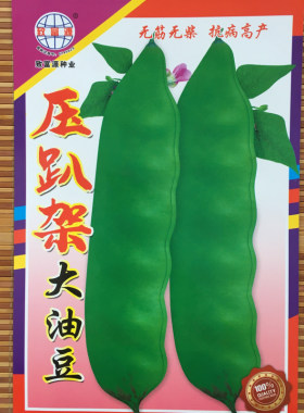 开锅烂油豆角种子东北大蔬菜