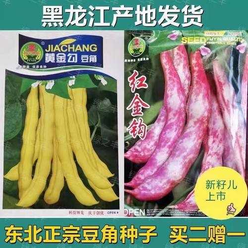 黑龙江油豆角种子黄金钩红金钩