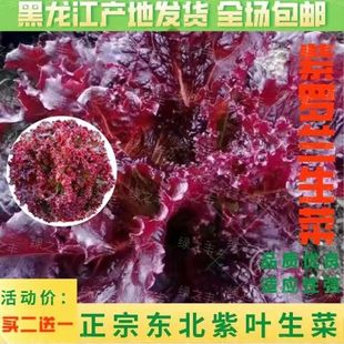 紫叶生菜种子东北生菜籽红叶皱皮四季 阳台盆栽大田蔬菜子易种抗病