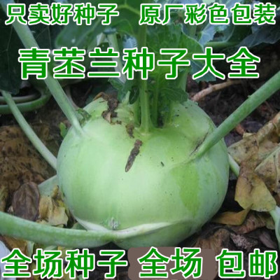 蔬菜苤蓝天津芥兰种孑