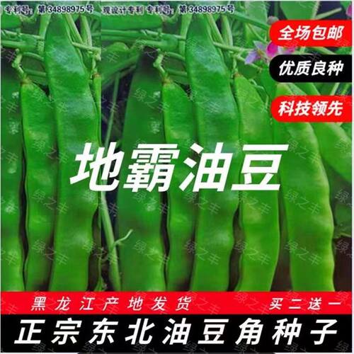 地油豆角种子黑龙江蔬菜种子