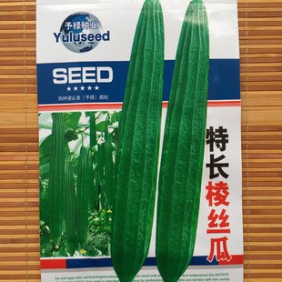 农家特菜棱瓜种水丝瓜种子子棱丝瓜种籽四季丝瓜春季蔬菜种孑爬藤